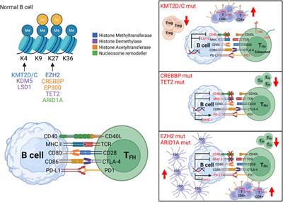 Immune Epigenetic Crosstalk Between Malignant B Cells and the Tumor Microenvironment in B Cell Lymphoma